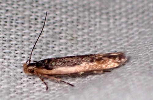 Réf. 302 202 : Cosmardia moritzella